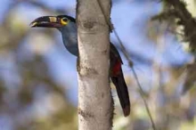 Imagen Bosque Protector los Cedros 